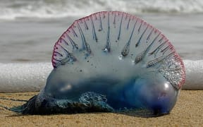 Portuguese Man-O-War/bluebottle jellyfish