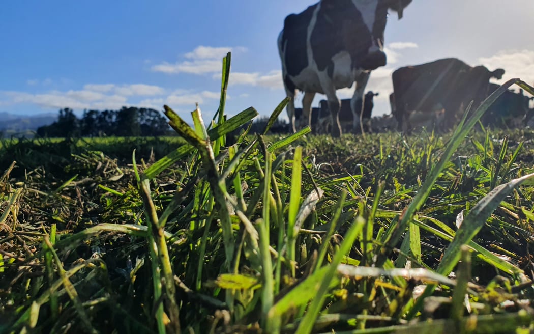 Dairy cow on pasture