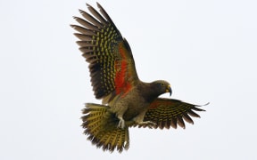 Kea (Nestor notabilis) in flight, showing its distinctive orange underwings.