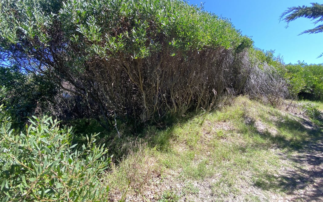 Sydney golden wattle