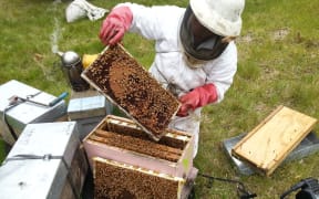 A beekeeper inspects a hive.