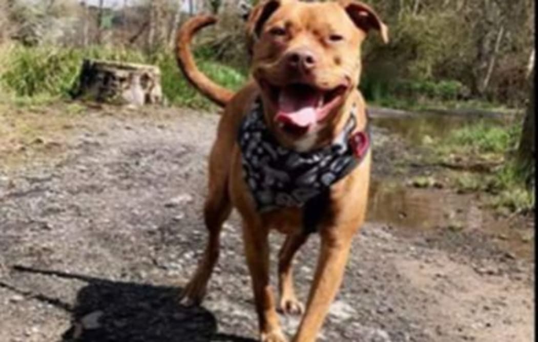 Stormy the dog is missing.