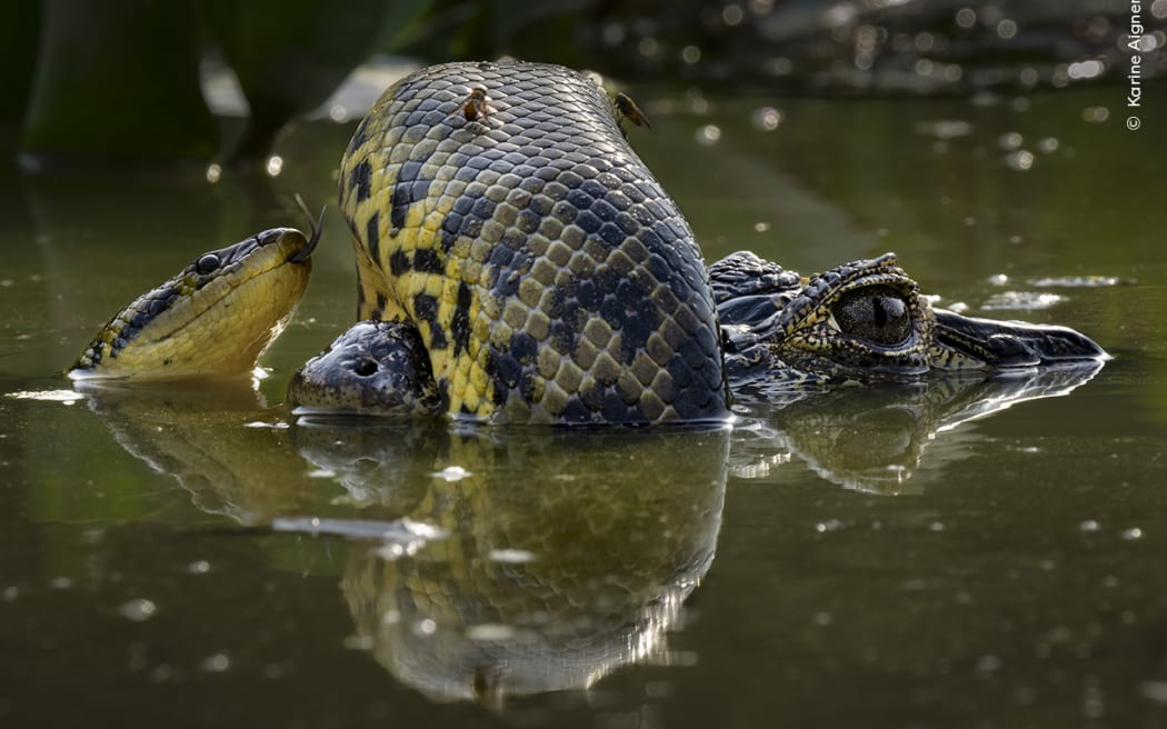 A yellow anaconda coiling itself around the snout of a yacare caiman in the wetlands of the Brazilian Pantanal.