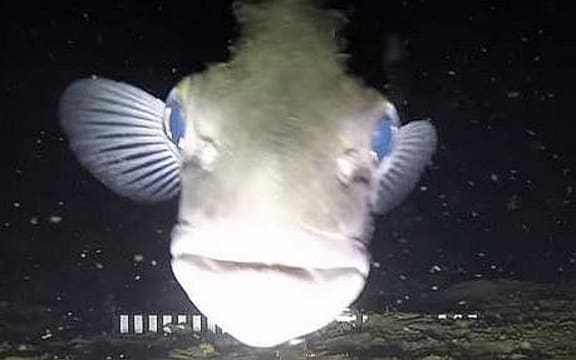 One of the fish captured on an underwater camera in Fiordland.