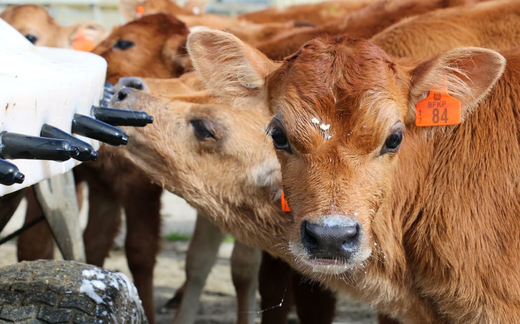 Calving on coastal dairy farms in Southland is about half way through.
