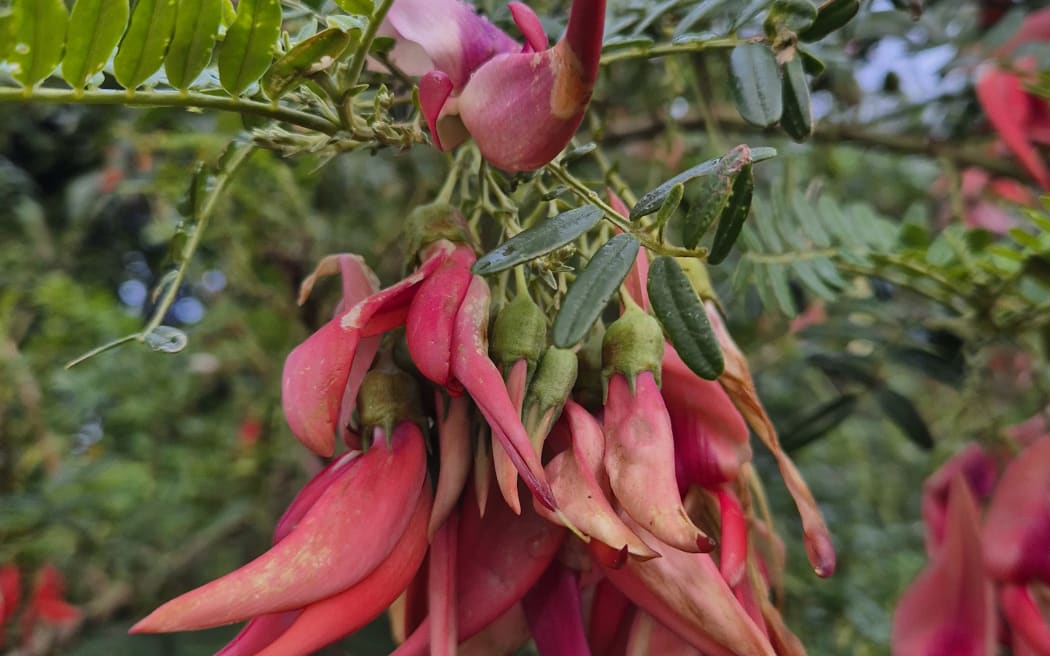 Kākābeak is named for its beautiful red flowers, which hang in clusters of 15-20 blooms and are shaped like a kaka's beak.