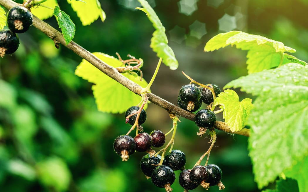 bush of black currant