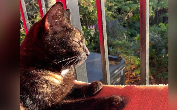 Rebecca Jelley's cat Muffin.