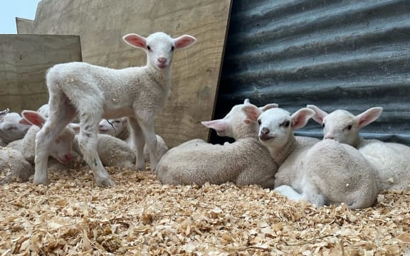 New born lambs