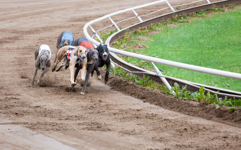 Greyhound racing to end in August as bill passes | RNZ