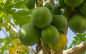 Fijian Paw Paw