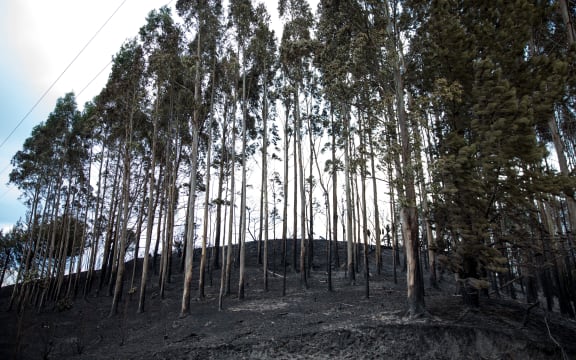 Burnt land in the Hawkes Bay area.