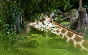 Giraffe in Auckland zoo, 5 Nov 2023