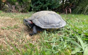 Murtle the turtle was missing for seven years after going walkabouts from her Whatawhata home.