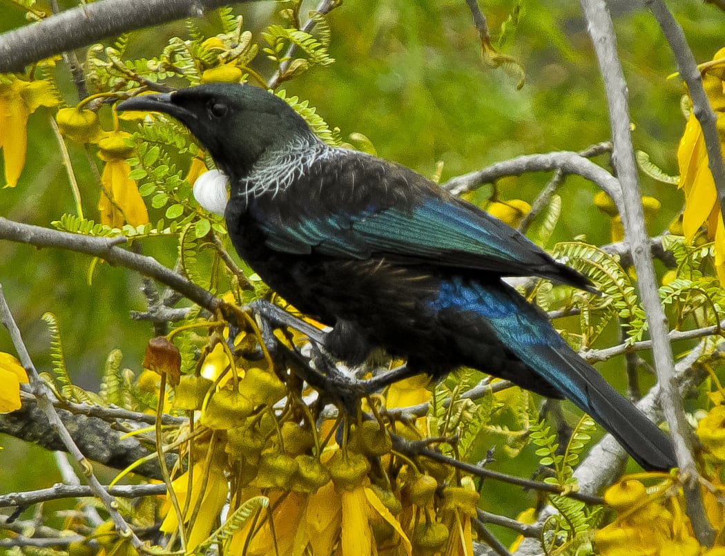 Tūī have become increasingly common around Wellington, thanks to backyard trapping and council pest control.