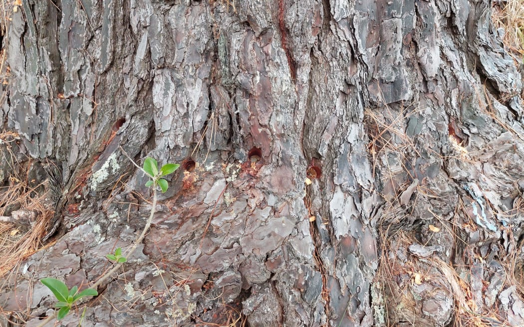 One of the pine trees killed after holes were drilled into its base and herbicide poured in.