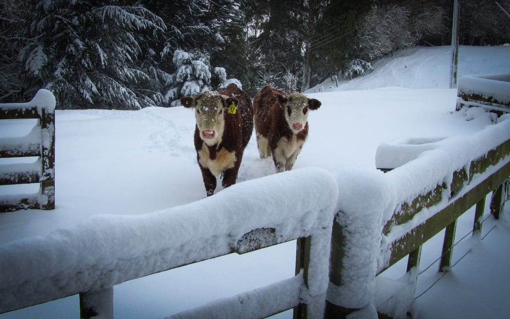 Pet Calves at Tahora Station, Wharekopae (inland Gisborne).
