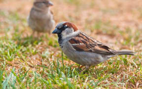 A pair of sparrows on grass (file photo)