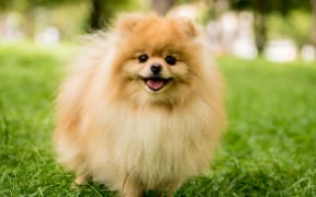 Pomeranian dog at the park