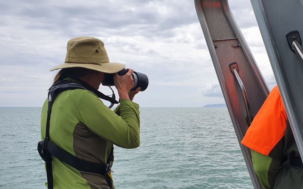 DOC ranger searching for Māui dolphins during a 2021 survey.