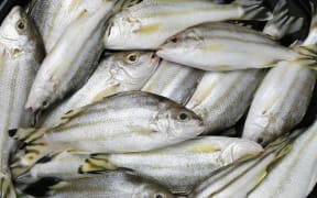 Trumpeter fish