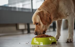 Labrador eating food from bowl.