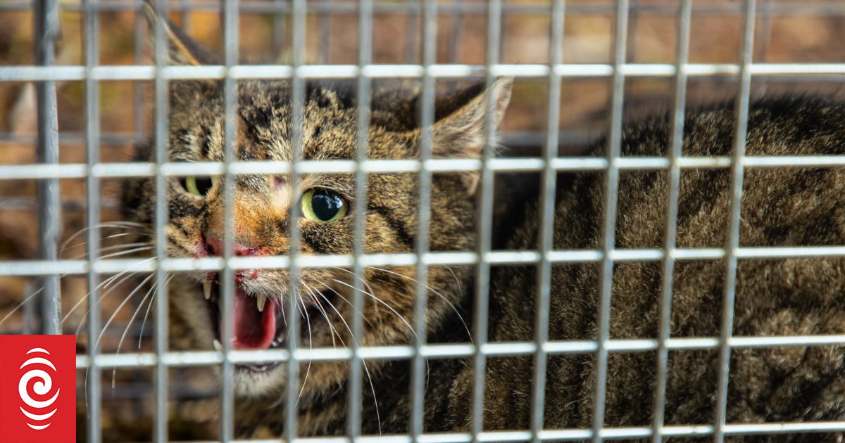 'Stone cold killer' feral cats added to Predator Free 2050 strategy, Conservation Minister announces