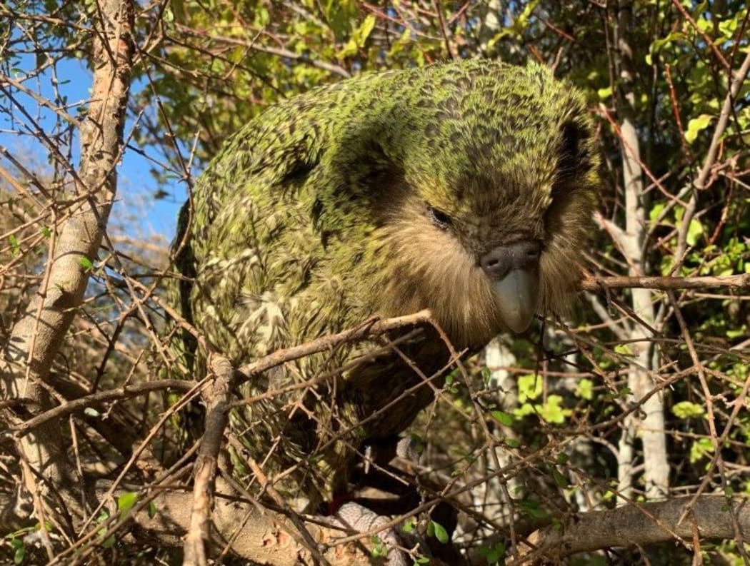 The youngest chick of the bumper kākāpō breeding season of 2018-19, Stella-3-B, has reached the 150-day milestone when it  is considered to be a juvenile.