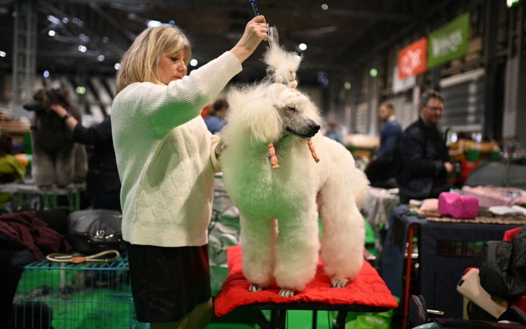 A Standard Poodle is groomed ahead of an appearance in the Toy and Utility class on the first day of the Crufts dog show at the National Exhibition Centre in Birmingham, central England, on March 7, 2024. (Photo by Oli SCARFF / AFP)