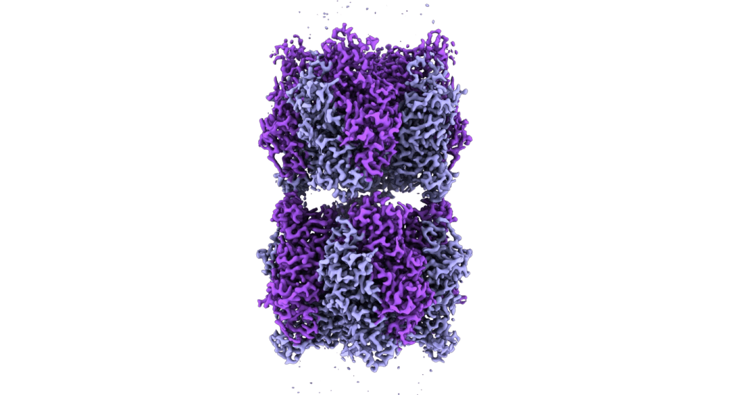 Cryo-electron microscope image of two Rubisco complexes interacting