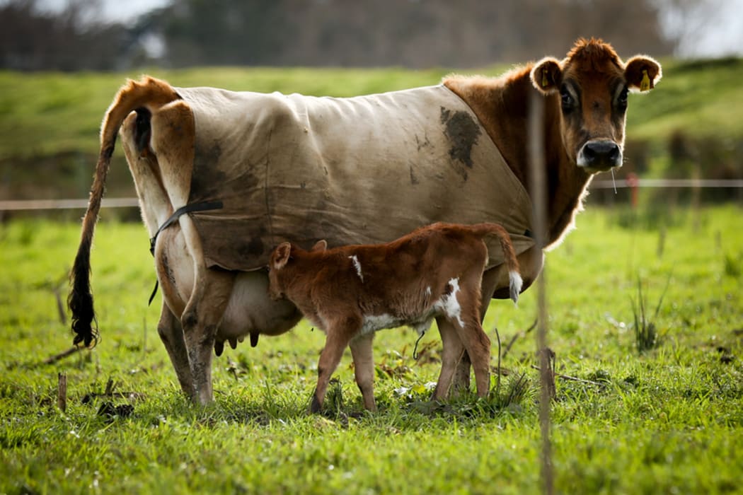 Organic Jersey cow and calf on a Rongotea farm.