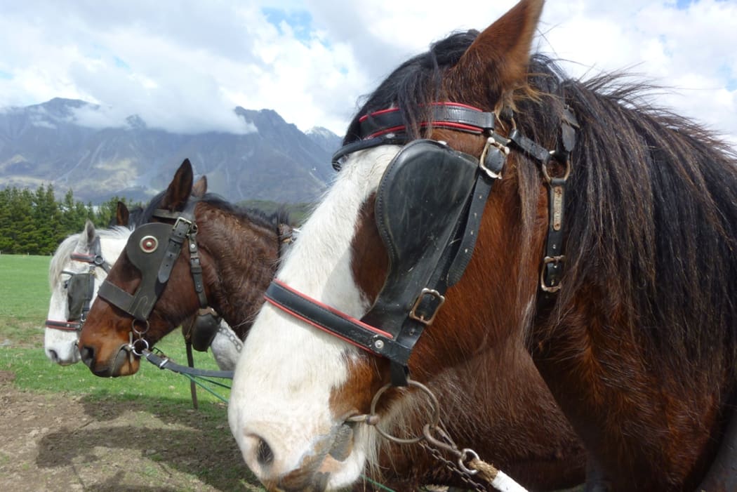 Working horses at Erewhon Station
