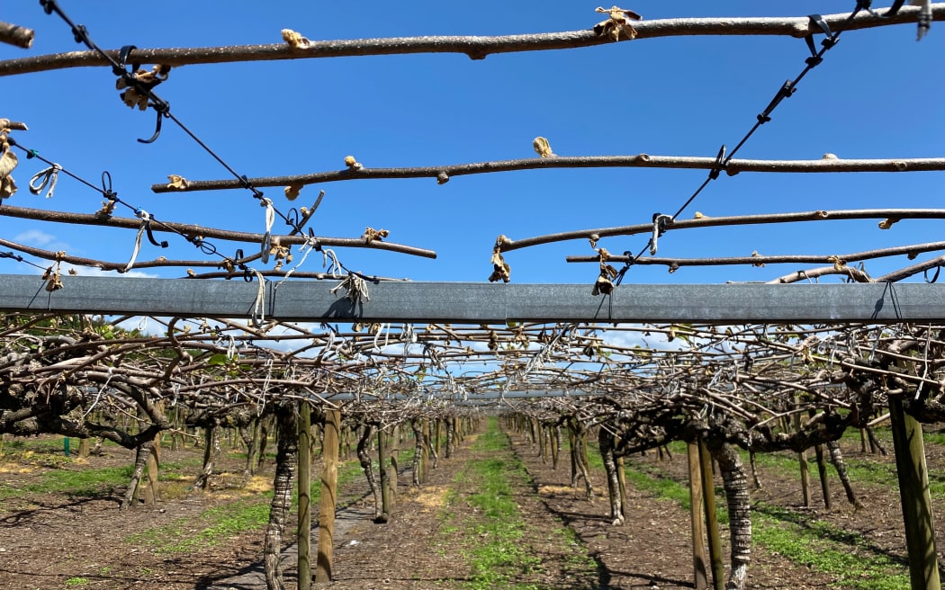 Barren kiwifruit vines look like sticks after frost kills all buds and leaves.