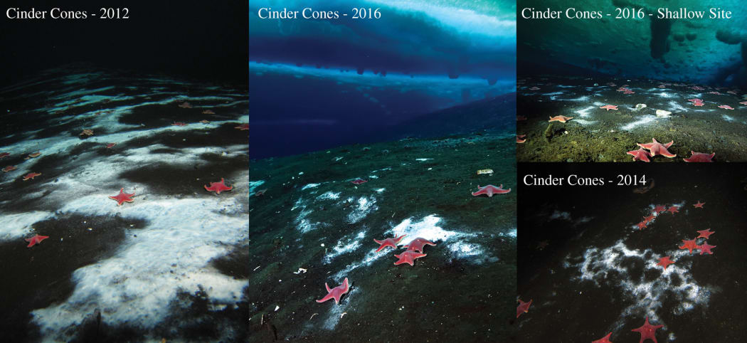 This is an image from a research paper showing dark sediment on the sea floor with a white microbial mat and red sea stars.