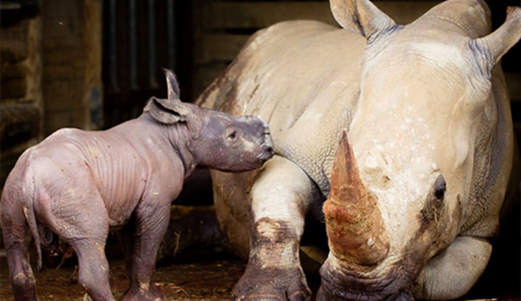 Southern white rhino born at Hamilton Zoo in late June 2016.