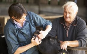 A vet and a farmer examine a calf on a dairy farm
