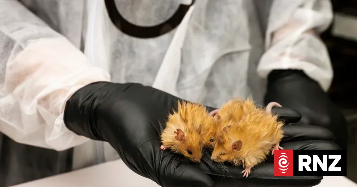 Scientists created ‘woolly mouse’ with mammoth traits - is it a step ...