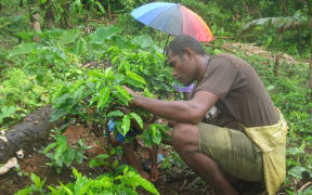 A local farmer tends to his crops in the Solomon Islands.
