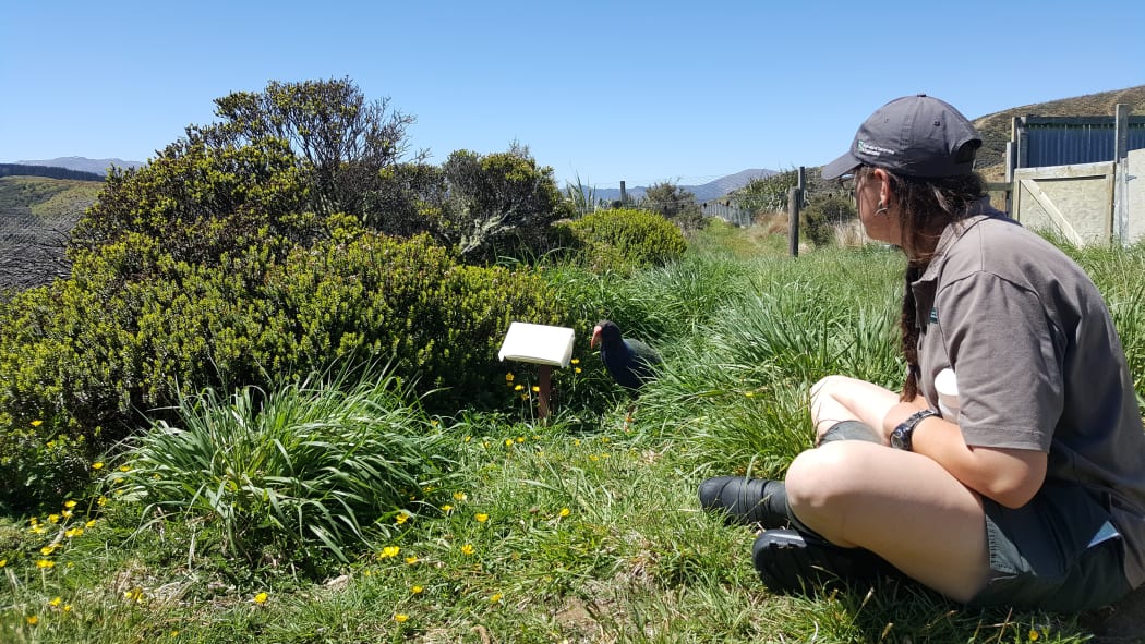 DOC ranger Sam Haultain observes a takahē at a feeding station at the Burwood Bush Takahē Centre.