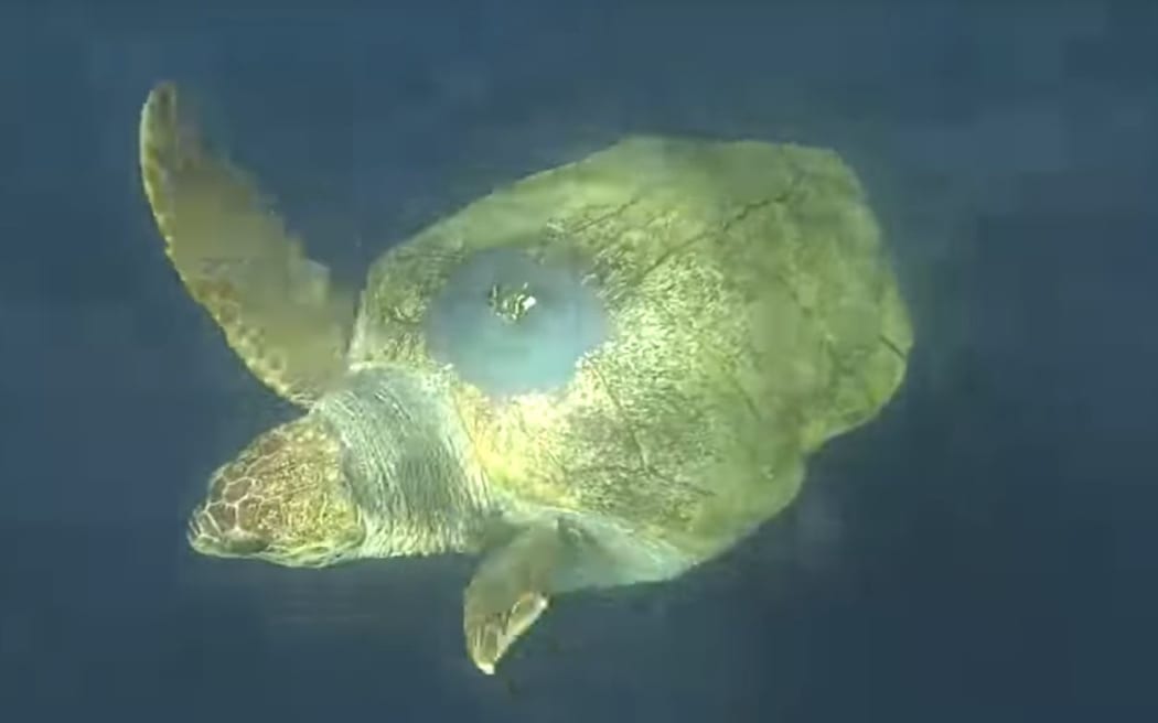 After 20 years in captivity and now believed to have swum from South Africa to Western Australia