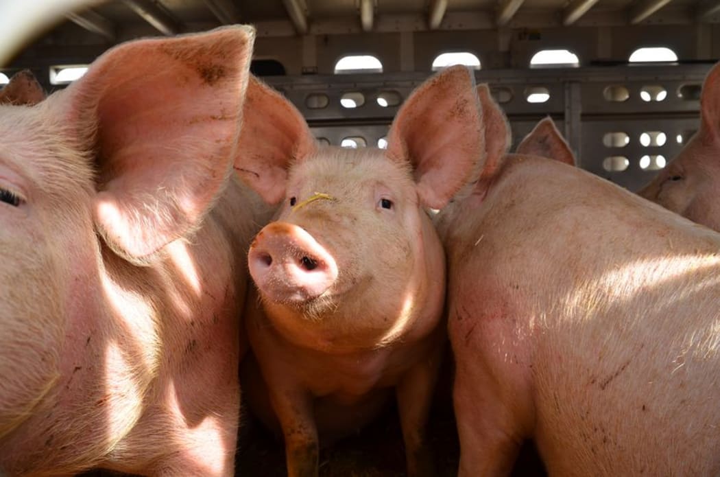 Pigs