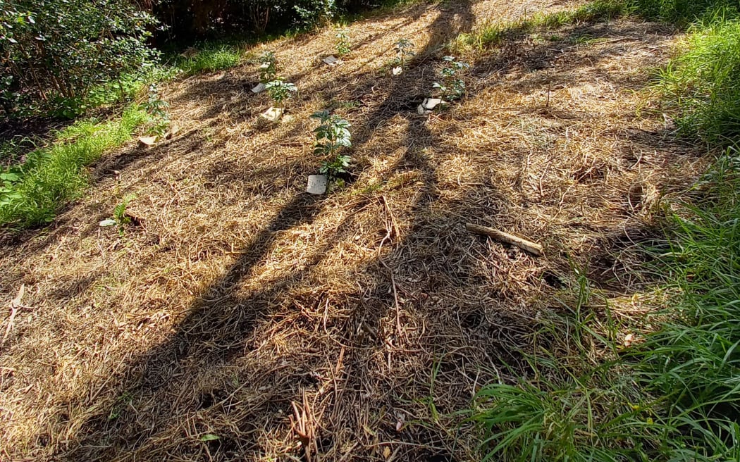 Native trees planted in a sacred archaeological site.