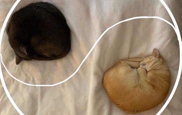 Iris and Theo take a nap together