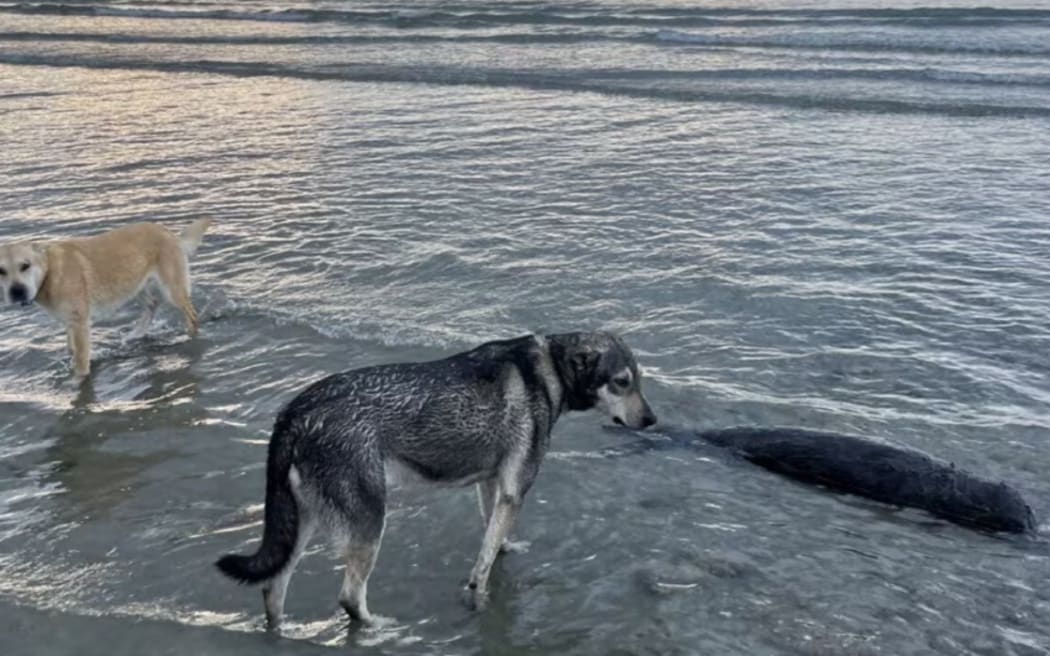 Sebastian Marinkovich was walking his two dogs on Kina Beach when they spotted a fur seal and attacked it. The mauling went on for about 30 minutes before a member of the public called police.