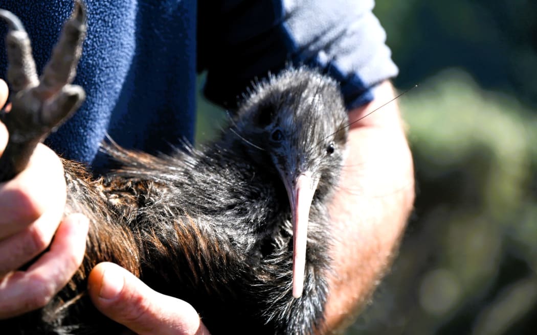 a kiwi