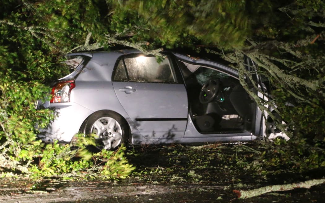 A tree landed on a car on New North Road in Morningside, Auckland.