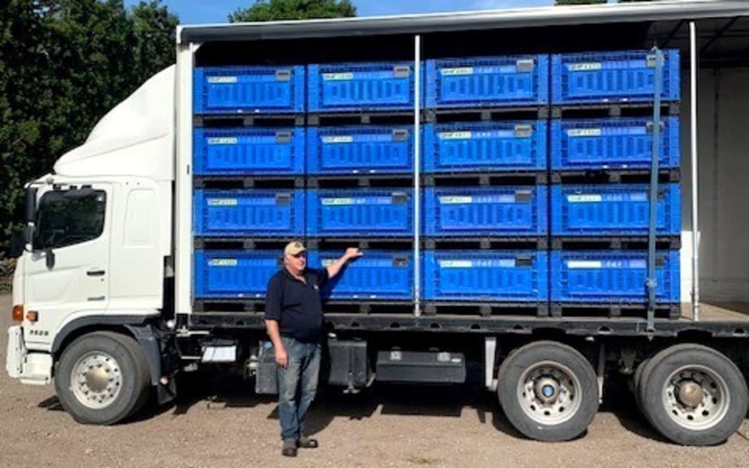 Ross Woods sending off avocados picked off his family avo orchard in Maungakaramea southwest of Whangārei. Pickers are collecting about 7 tonnes each day.