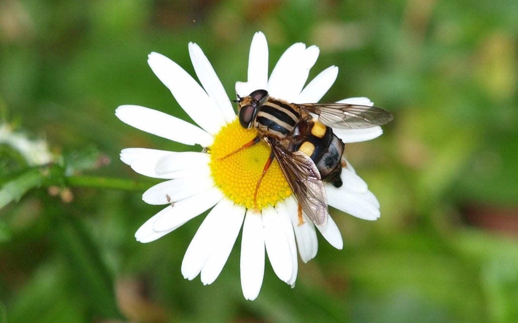 Three lined hoverfly