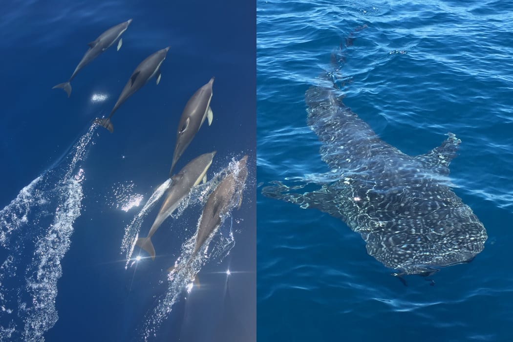 During their 2021 survey off the coast of Northland, the Far Out Ocean Research Collective recorded many marine species including common dolphins and a young whale shark.