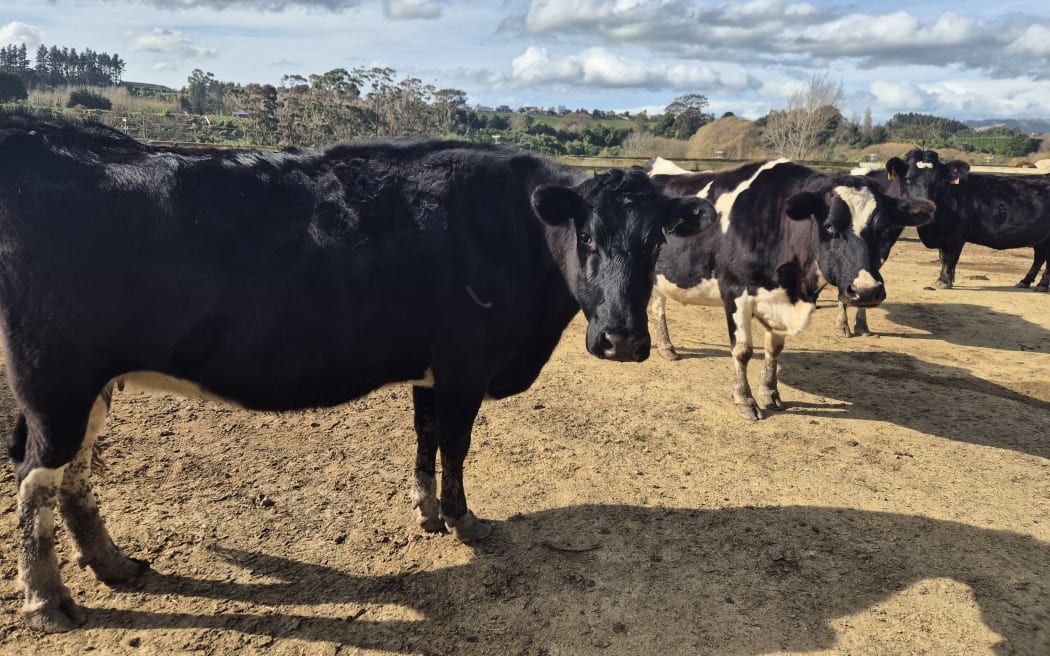 The farm is home to a number of gentle-natured dairy cows that the students learn to work with.